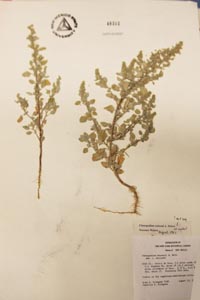 Herbarium Sheet of 